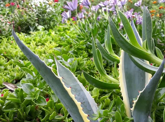 Apartment Olive Garden And *