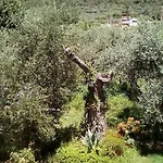 Olive Garden And Apartament Chrysi Ammoudia