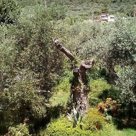 Olive Garden And Apartment Chrysi Ammoudia