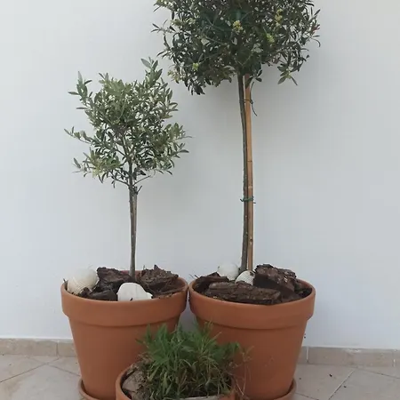 Apartment Olive Garden And Chrysi Ammoudia