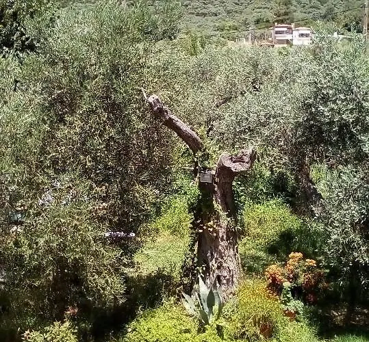 Olive Garden And Apartmán Chrysi Ammoudia